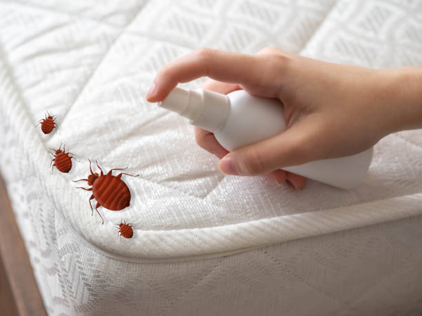 Best Termite Control Services  in Frankl, IN