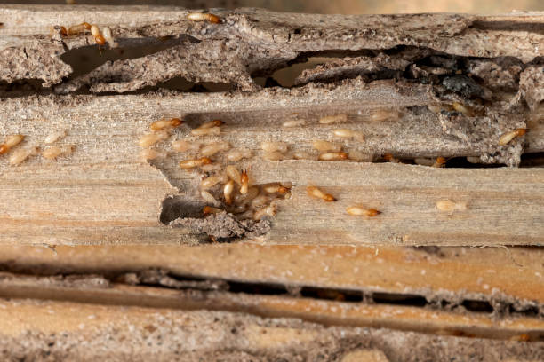 Pest Control Cost in Franklin, IN